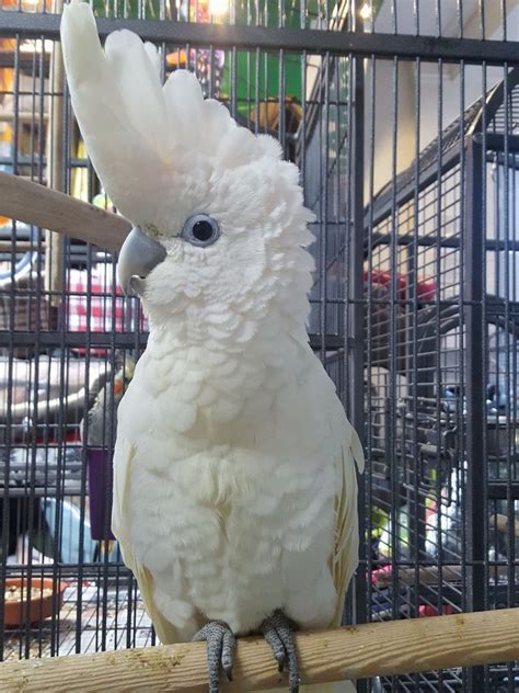 00out of 5 850. . Craigslist cockatoos for sale